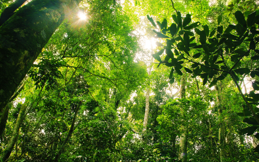 Brazil’s Bold Climate Finance Plan Could End Tropical Deforestation